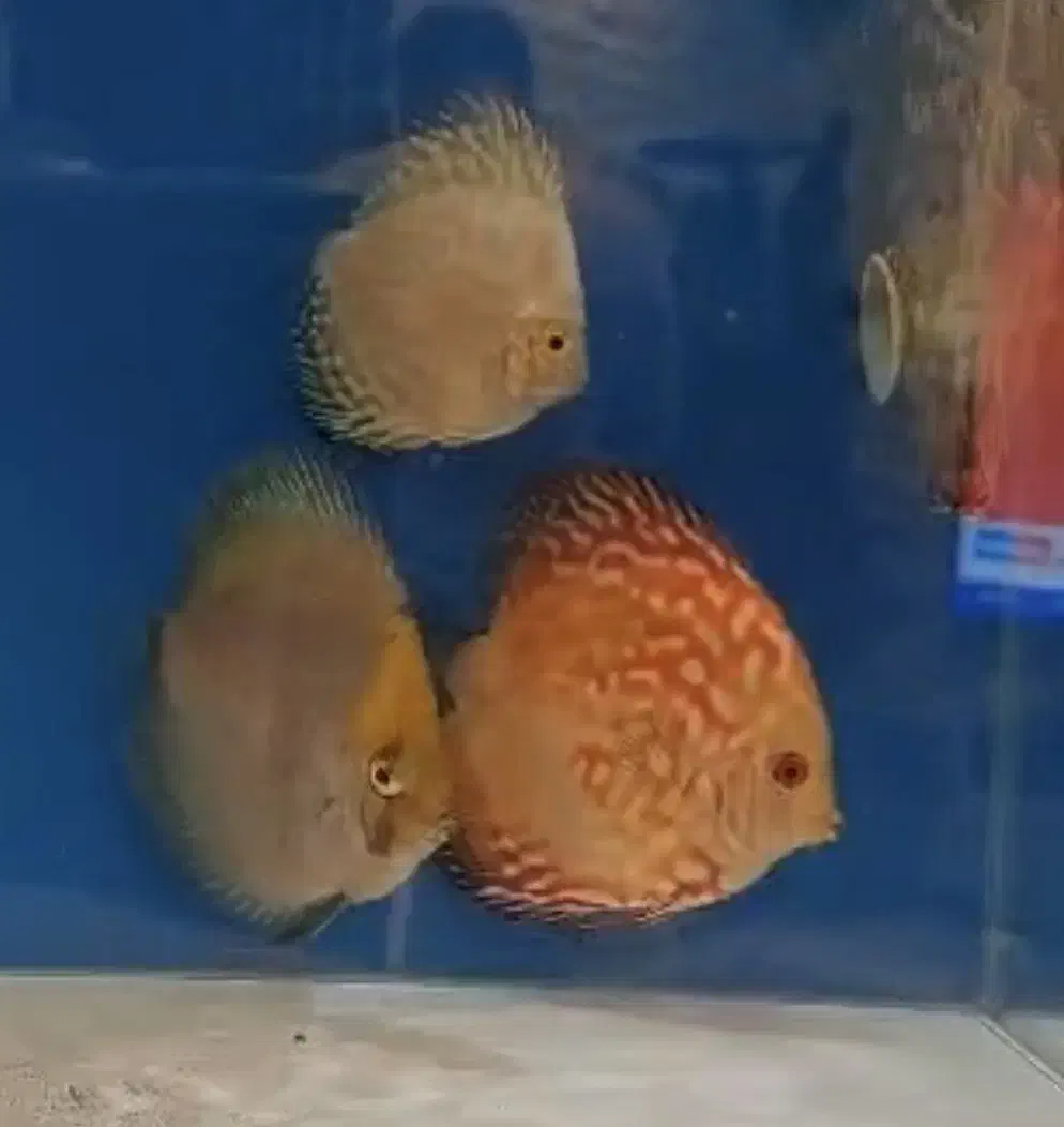 ماهی دیسکس|ماهی|تهران, کاج|دیوار