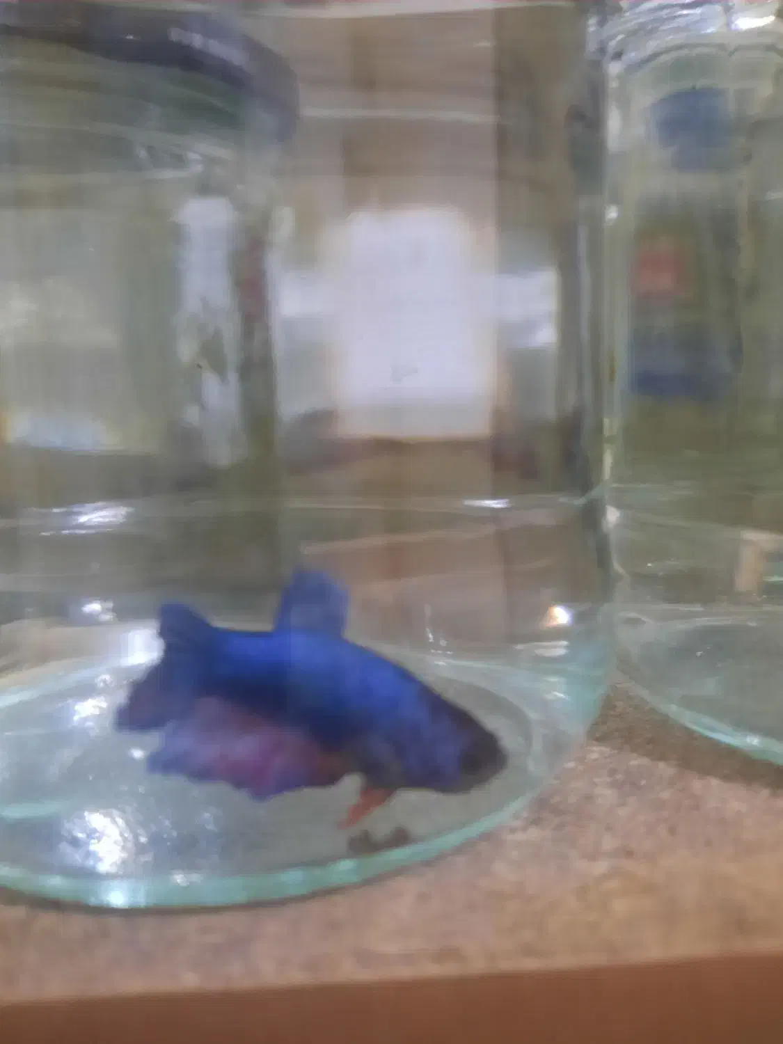 بتا ماده شکم پر|ماهی|زاهدان, |دیوار