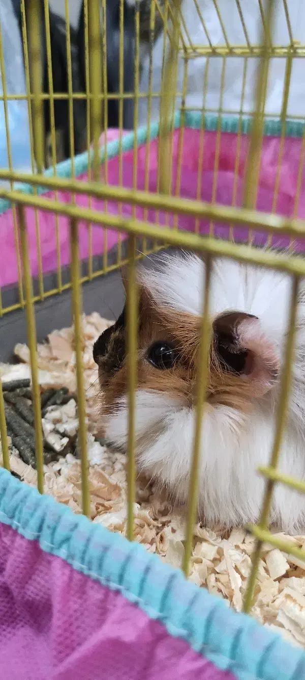 خوکچه هندی|موش و خرگوش|کاشان, گارزگاه|دیوار