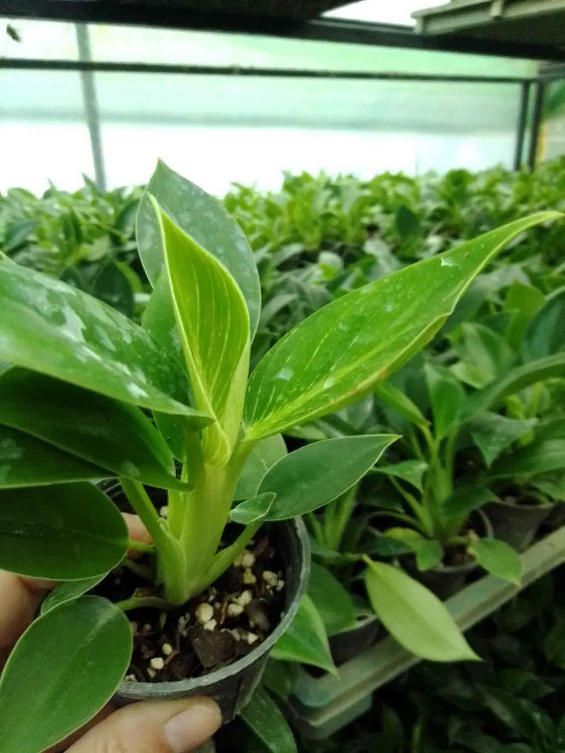 گل طبیعی برکین گلدون ۸ ریشه پر، اکثرا چند بوته|گل و گیاه طبیعی|زرگرشهر, |دیوار