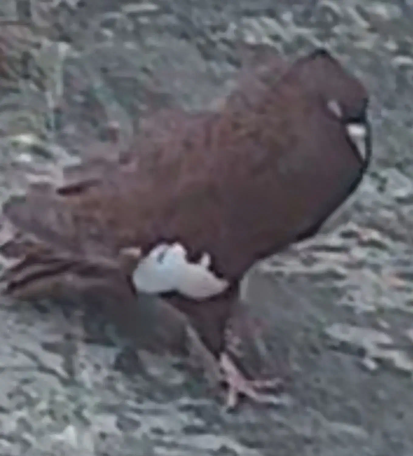 گم شده کبوتر سرک  سرخ|پرنده|شیراز, انجیر|دیوار