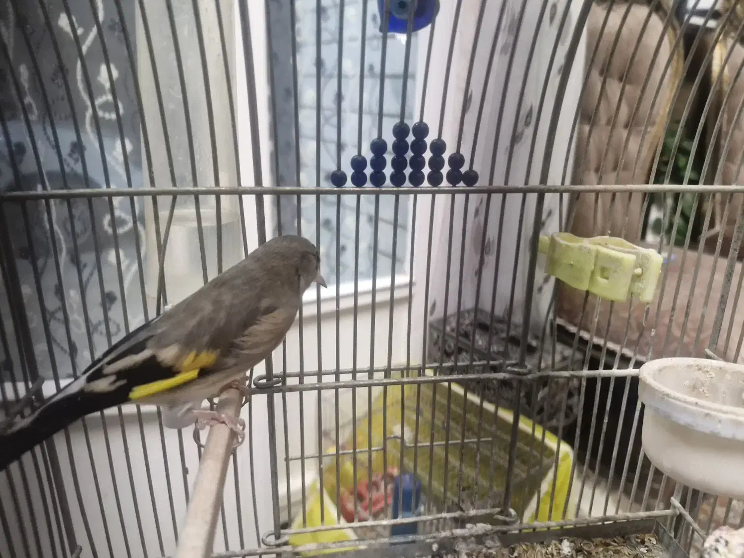 سهره کرمانی ماده آماده|پرنده|برخوار, |دیوار