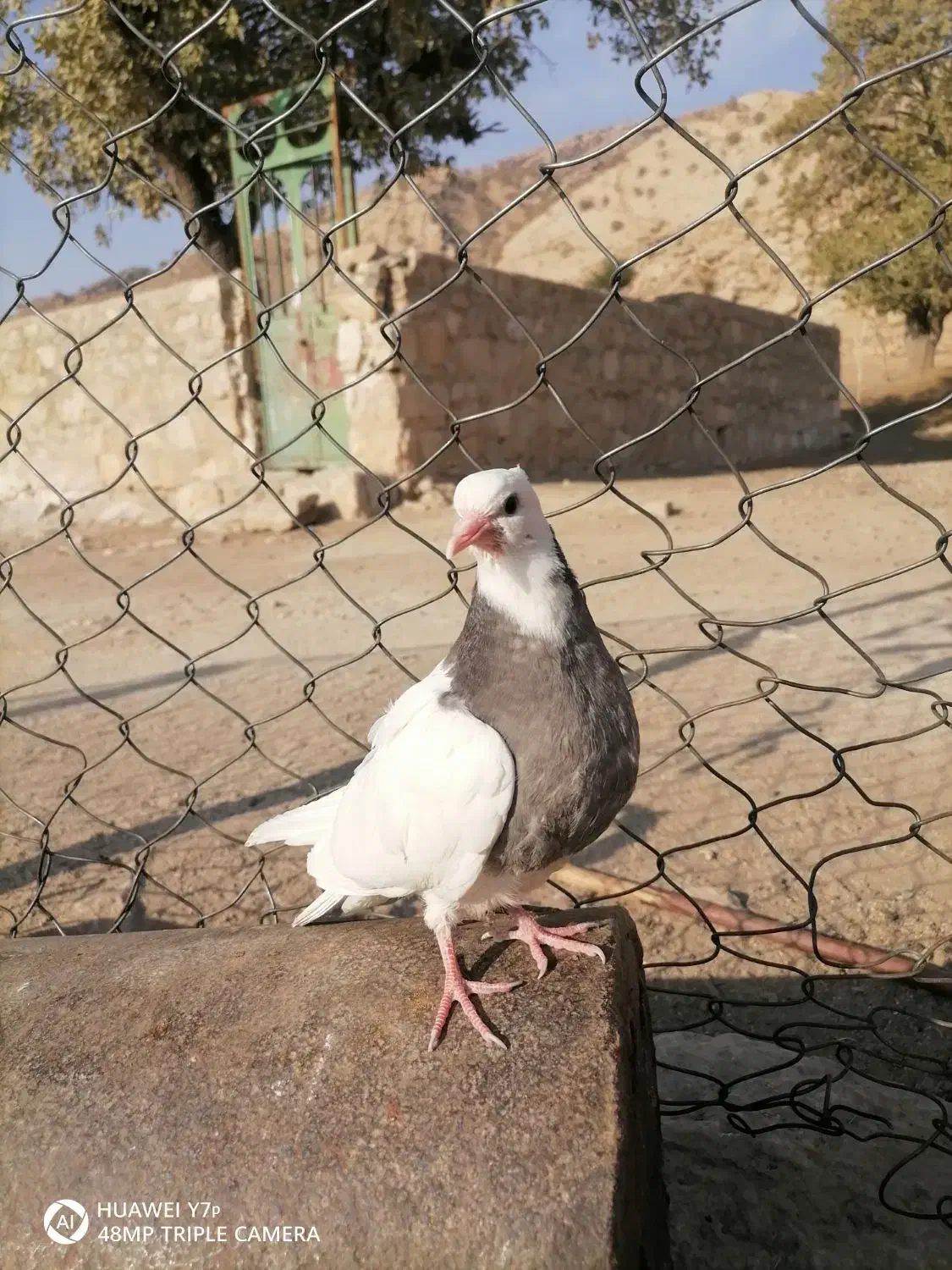 تیله سرکه ای|پرنده|دهدشت, |دیوار