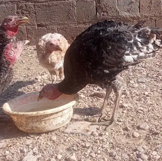 چند عدد بوقلمون ماده نر قاطی|حیوانات مزرعه|باروق, |دیوار