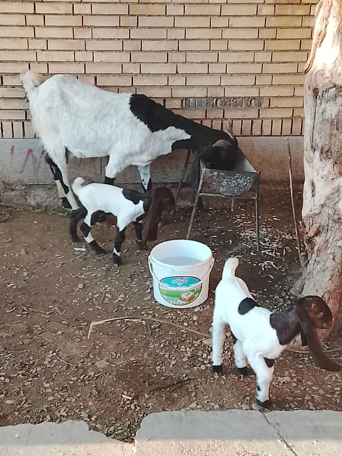 بز دوقلو زاه|حیوانات مزرعه|شوشتر, |دیوار