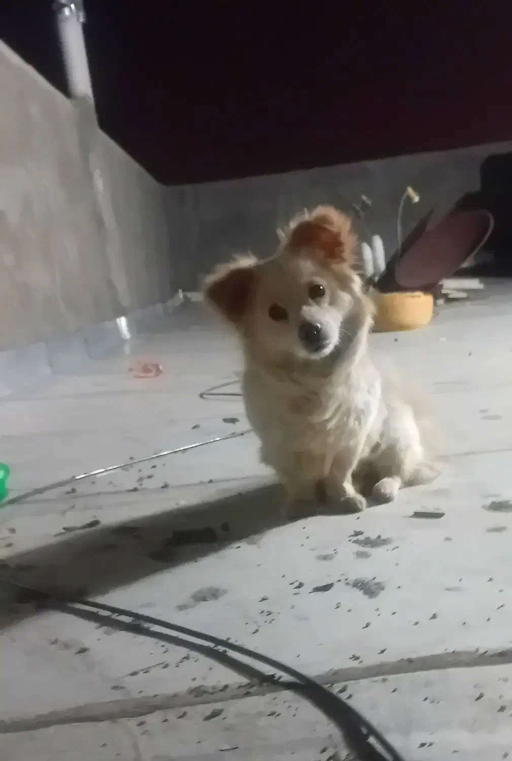 سگ ماده پامر اشپیتز شناس نامه دار معاوضه|سگ|لنجان, |دیوار