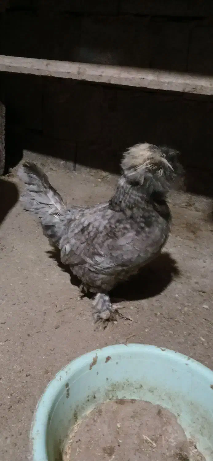 مرغ|حیوانات مزرعه|همدان, |دیوار