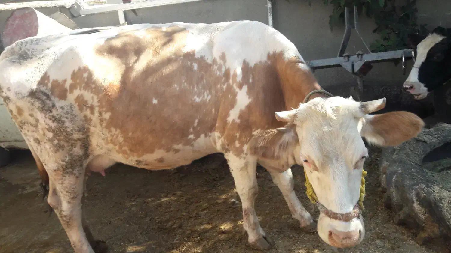 گاو ماده سیمینتال|حیوانات مزرعه|صحنه, |دیوار