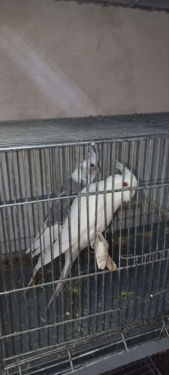 عروس هلندی نروماده و تکی|پرنده|یزد, |دیوار