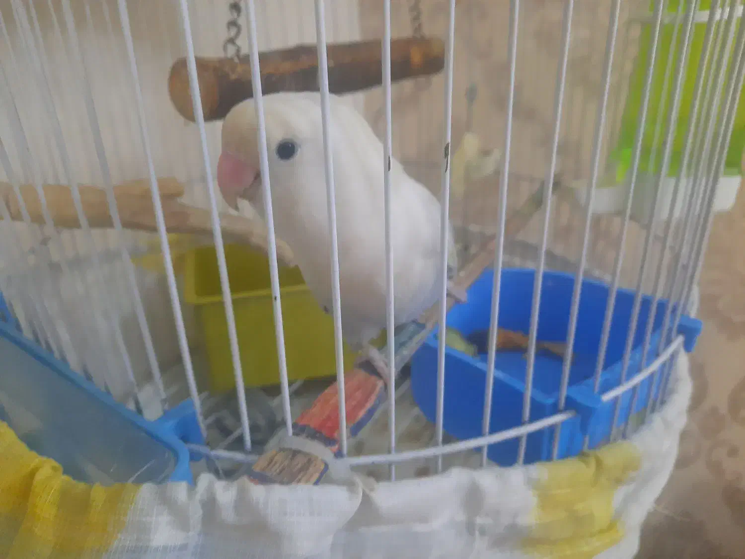 طوطی برزیلی ماده مارال آماده|پرنده|ملارد, |دیوار