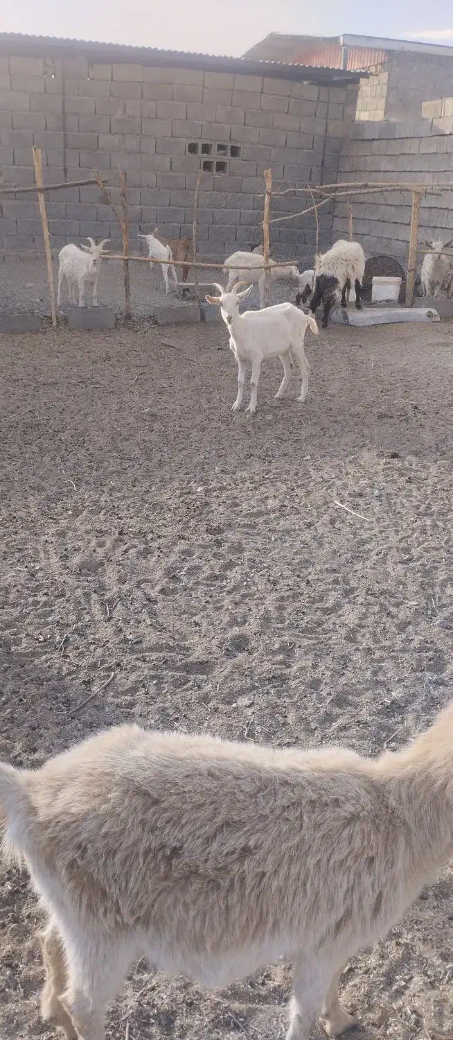 سانن اصل اصل|حیوانات مزرعه|بافت, |دیوار