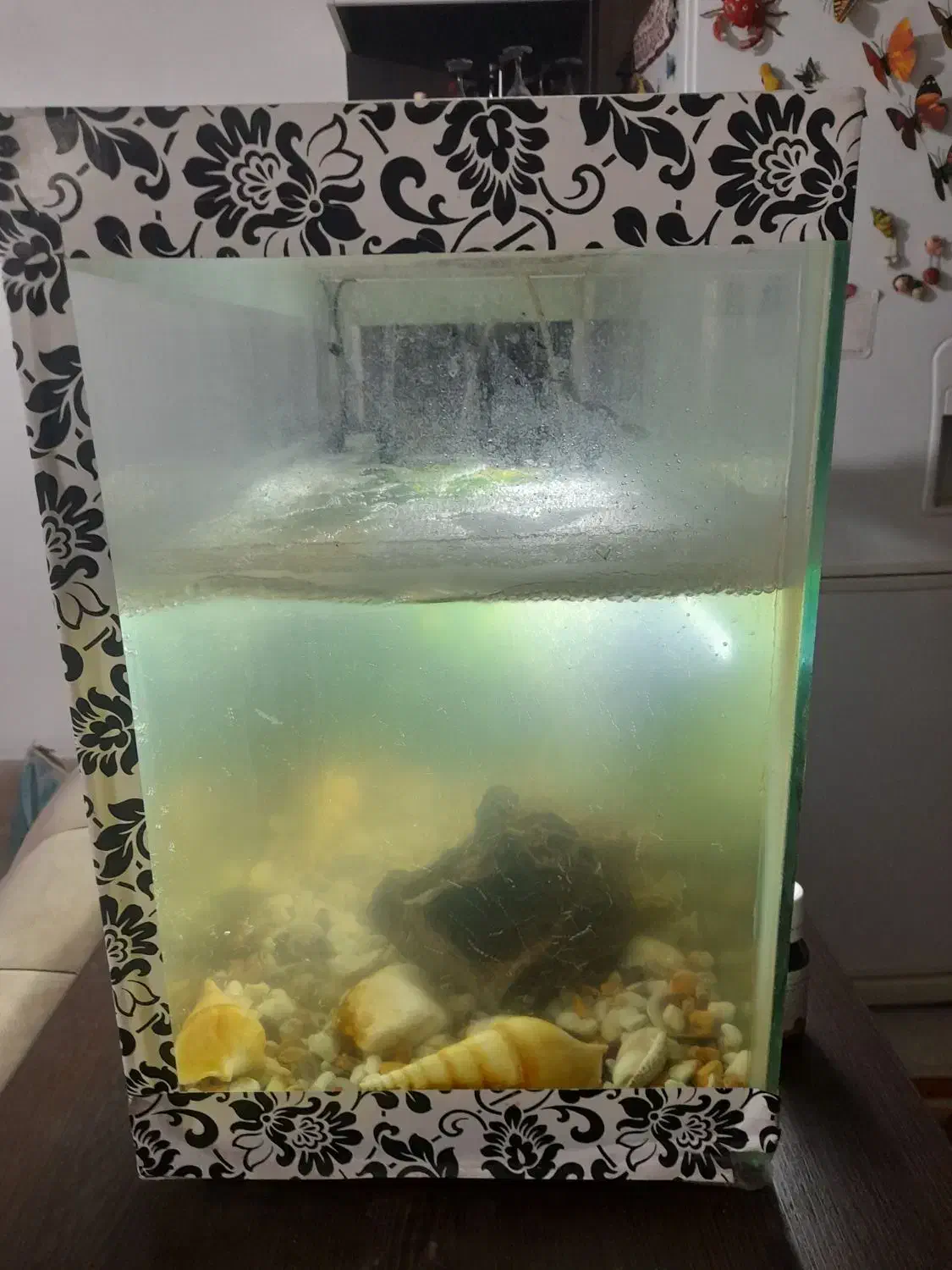 اکواریوم|لوازم جانبی حیوانات|شیراز, کوشک میدان|دیوار