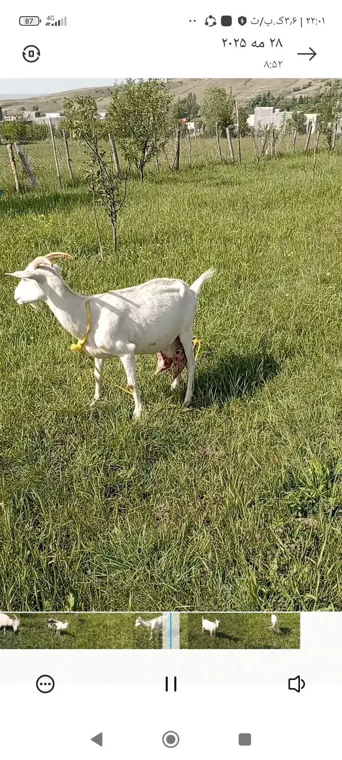 بزسانن اصل فرانسه|حیوانات مزرعه|ترکمانچای, |دیوار