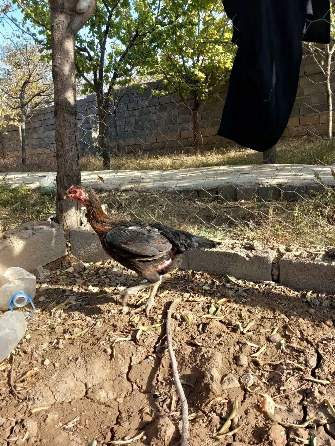 مرغ خروس لاری|حیوانات مزرعه|باخزر, |دیوار