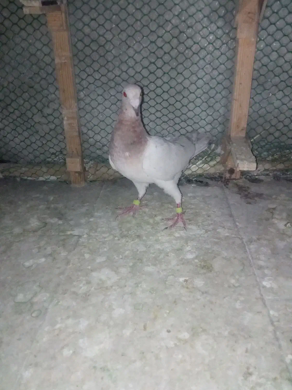 کله هما پرشی و طوقی|پرنده|سبزوار, ولیعصر (نجار آباد)|دیوار