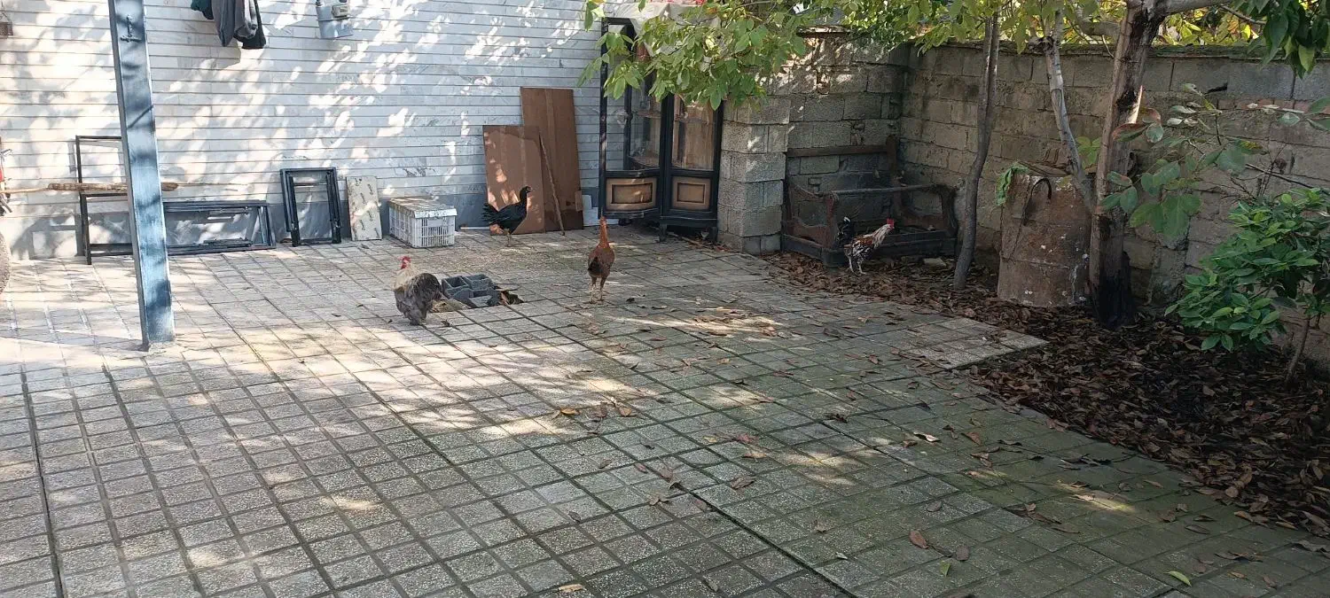 حیوانات مزرعه|حیوانات مزرعه|قائم‌شهر, |دیوار