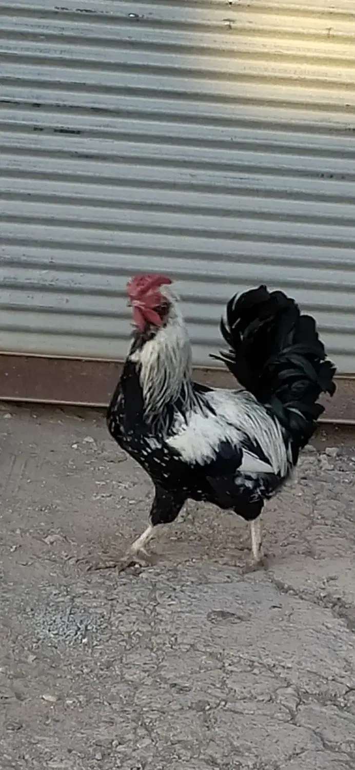 خروس|حیوانات مزرعه|سجاس رود, |دیوار