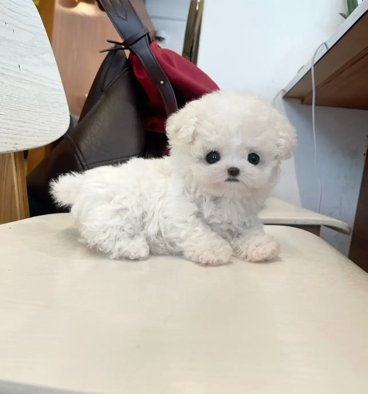 مالتیز سایز ریز|سگ|آستانه اشرفیه, |دیوار