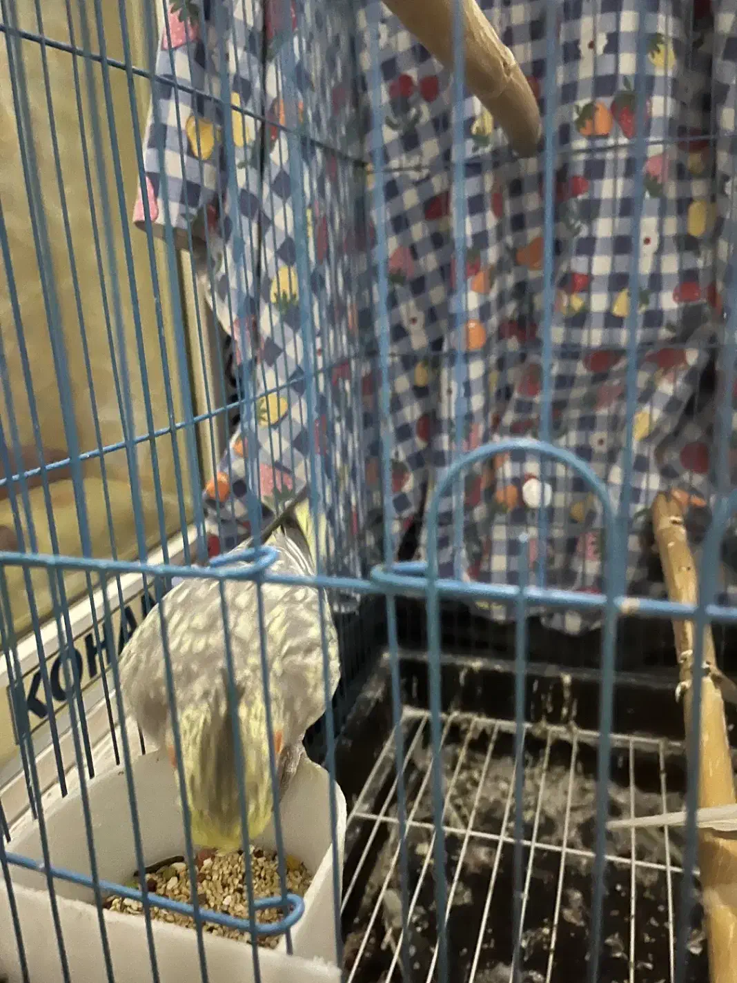 طوطی عروس هلندی جفت|پرنده|آمل, |دیوار