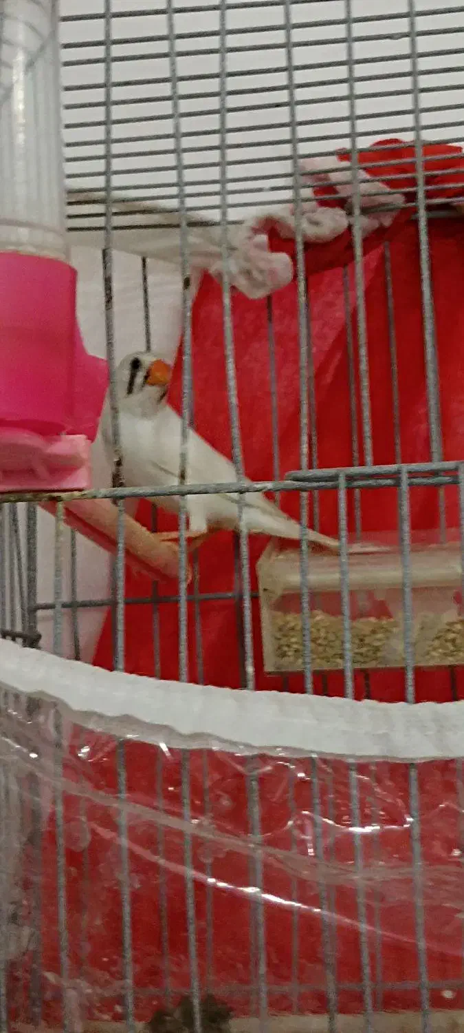 فنچ ماده|پرنده|بیرجند, |دیوار