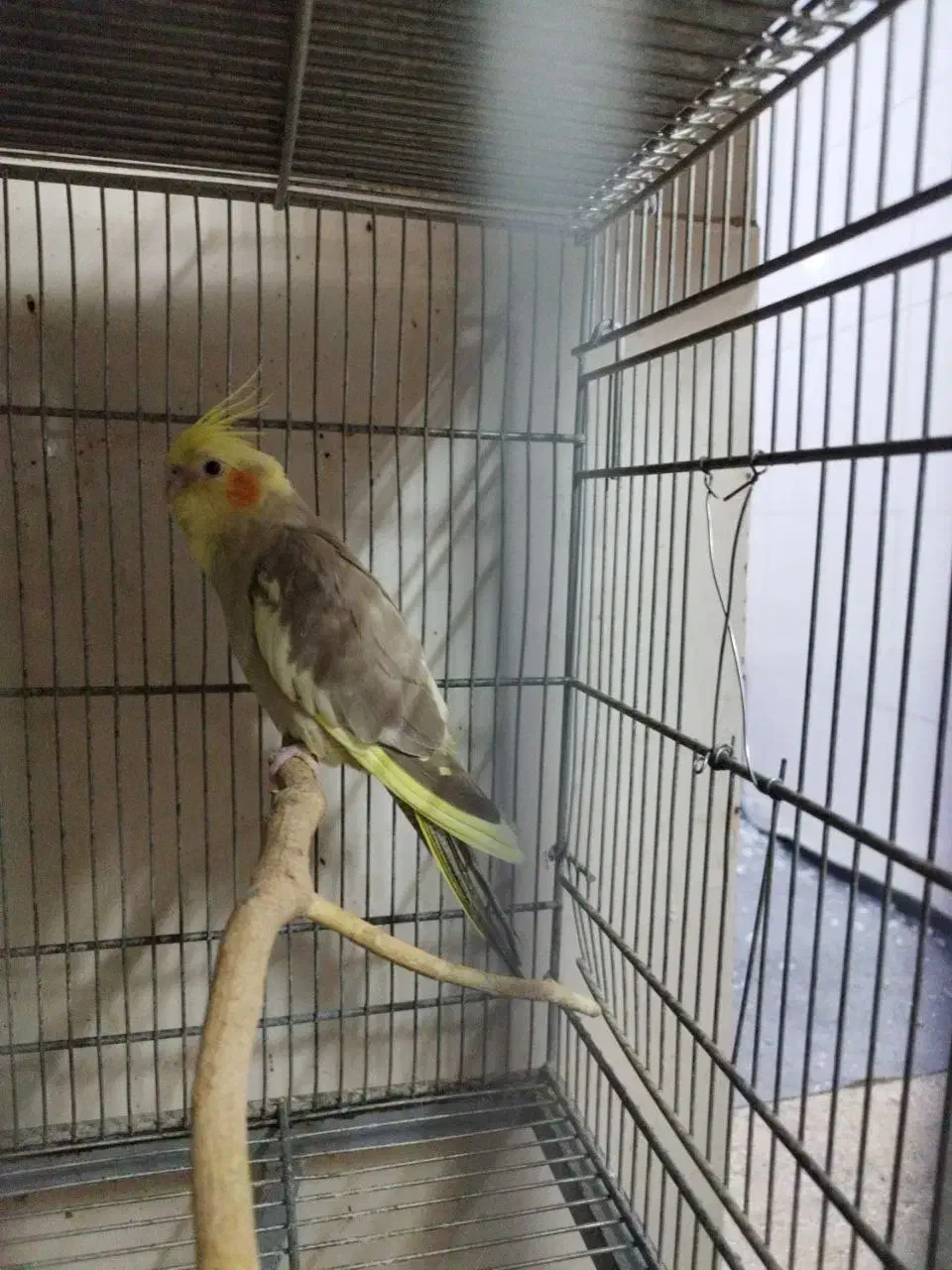 چن عدد عروس هلندی تک نر و ماده بالغ|پرنده|قم, نوبهار|دیوار