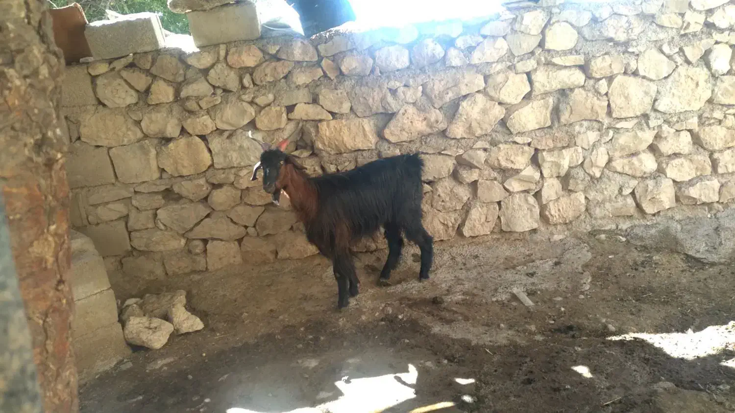 بز جوان|حیوانات مزرعه|دهدشت, |دیوار