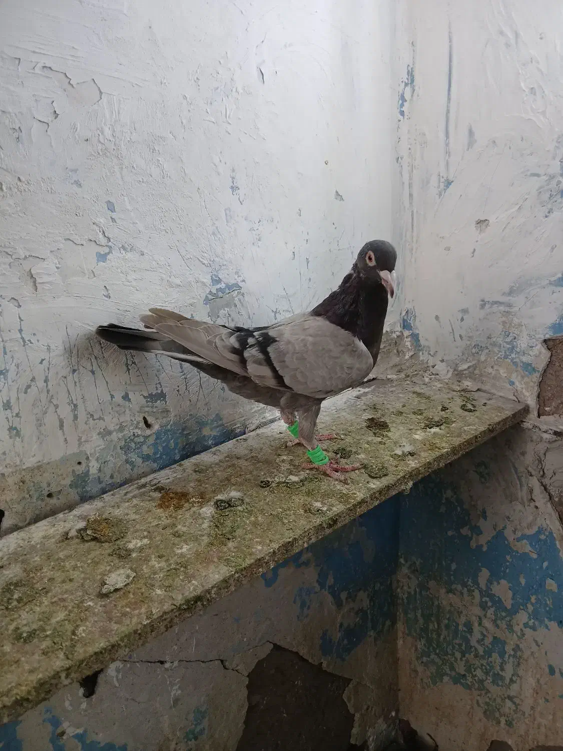 کاغذی ماده خطی|پرنده|قزوین, |دیوار