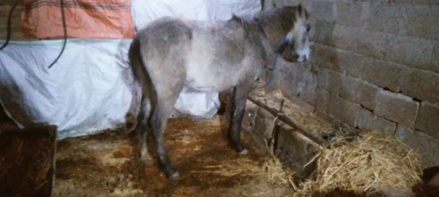 اسب جوان|اسب و تجهیزات اسب‌سواری|ماسال, |دیوار