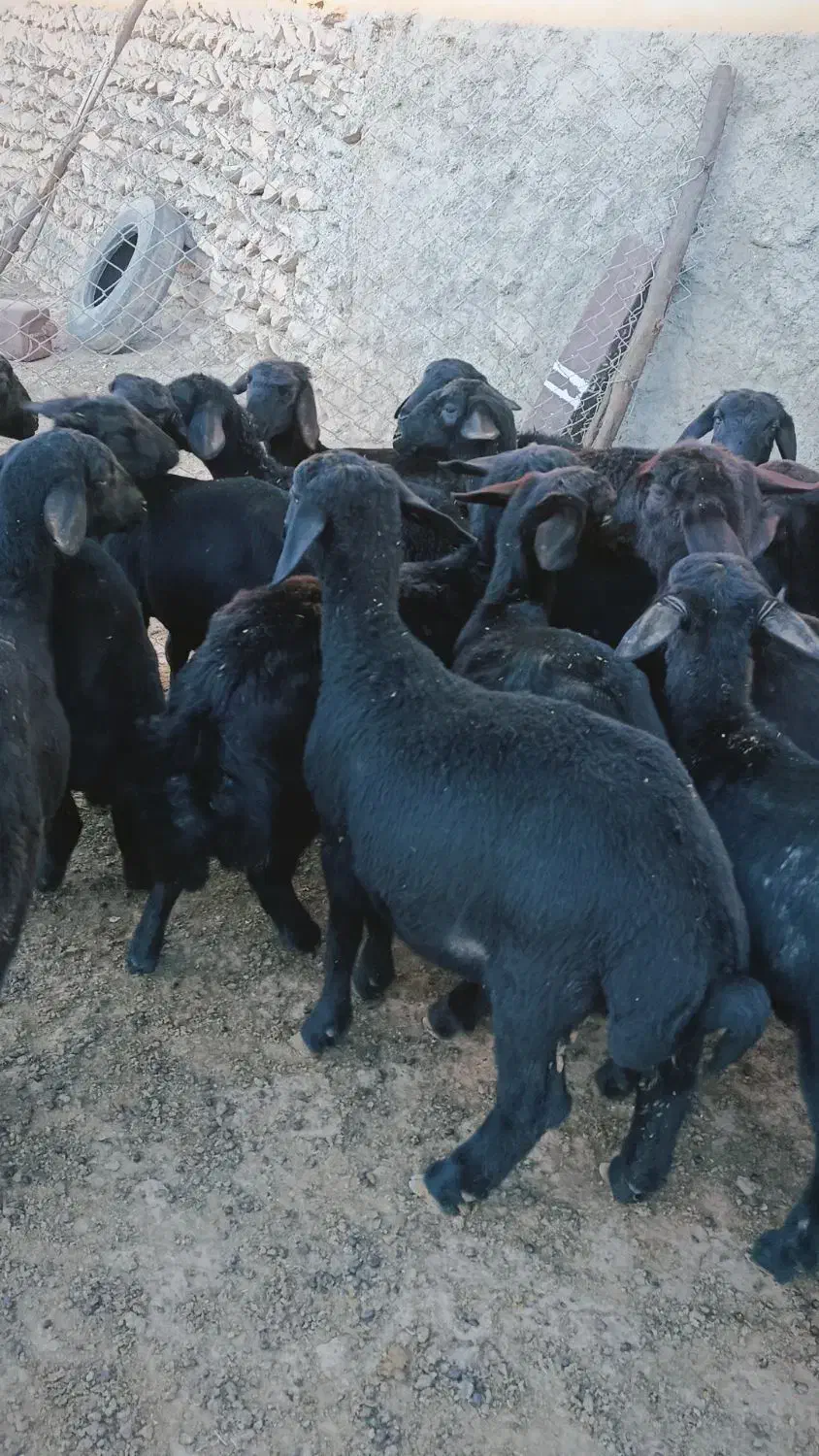 بره ماده قره قزل گوسفند میش قوچ شیشک افشار|حیوانات مزرعه|زنجان, |دیوار