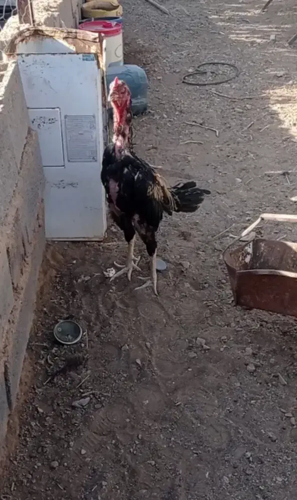 خروس لاری اصیل فروش فوری|حیوانات مزرعه|خواف, |دیوار