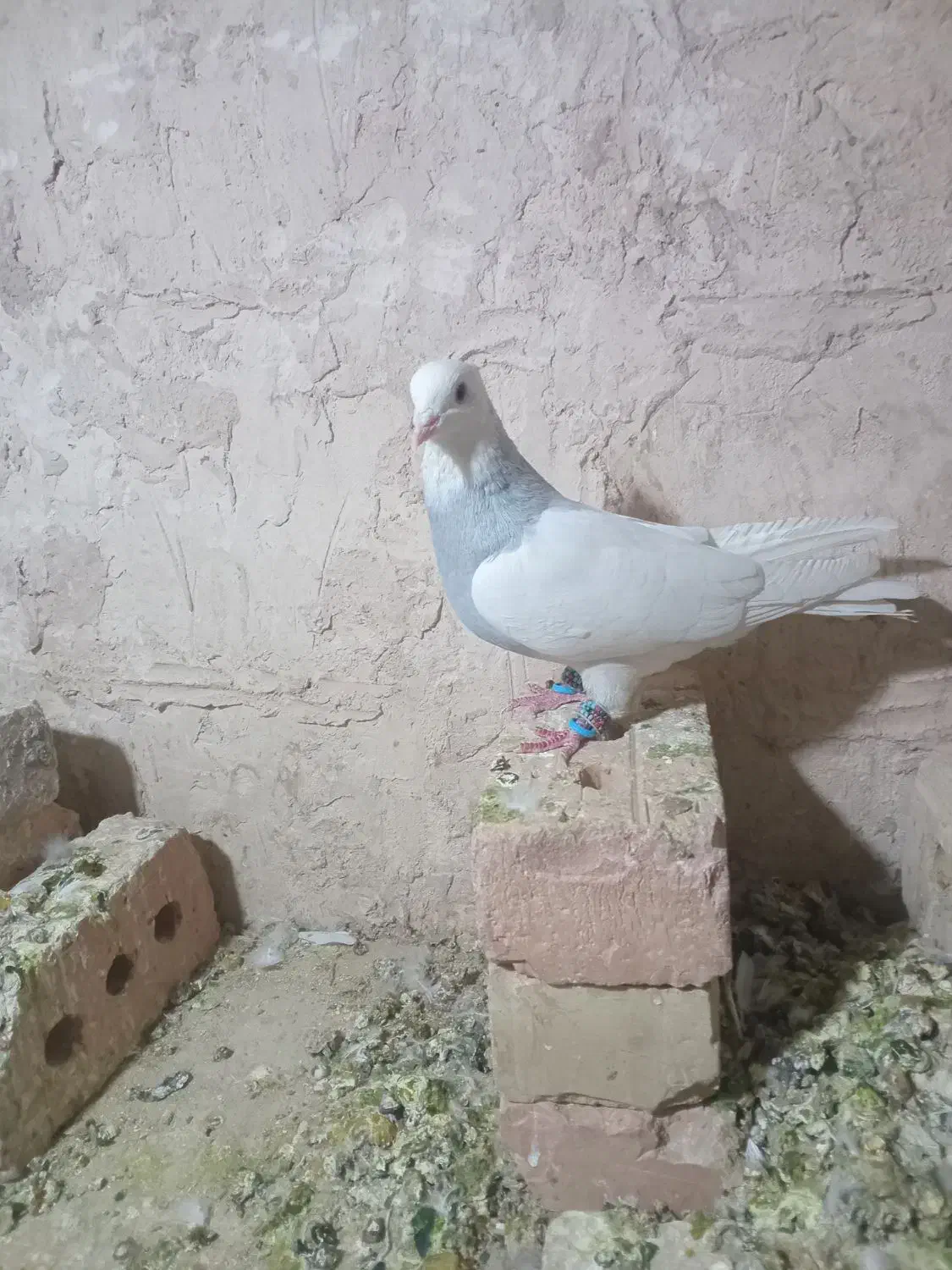 طوقی ابی|پرنده|اسحاق آباد, |دیوار