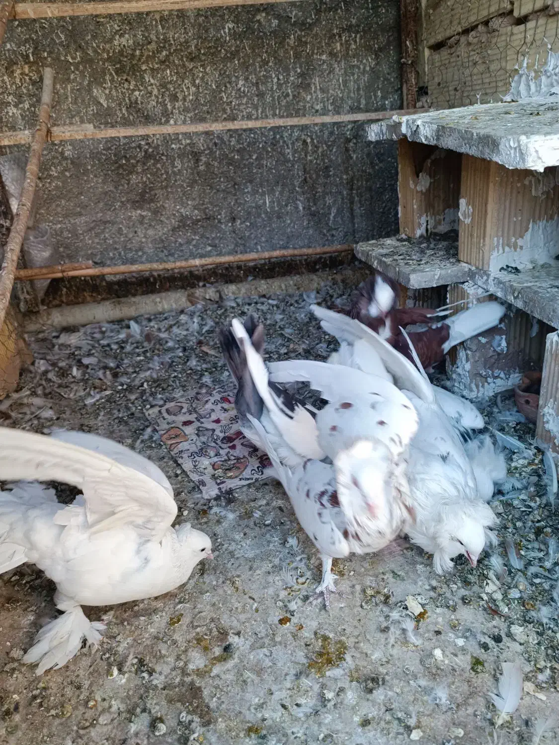 کفتر هلندی|پرنده|قم, نخودی|دیوار