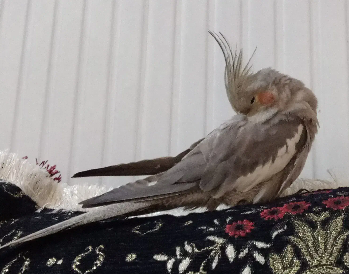 عروسی هلندیم گمشده|پرنده|بندر گناوه, |دیوار