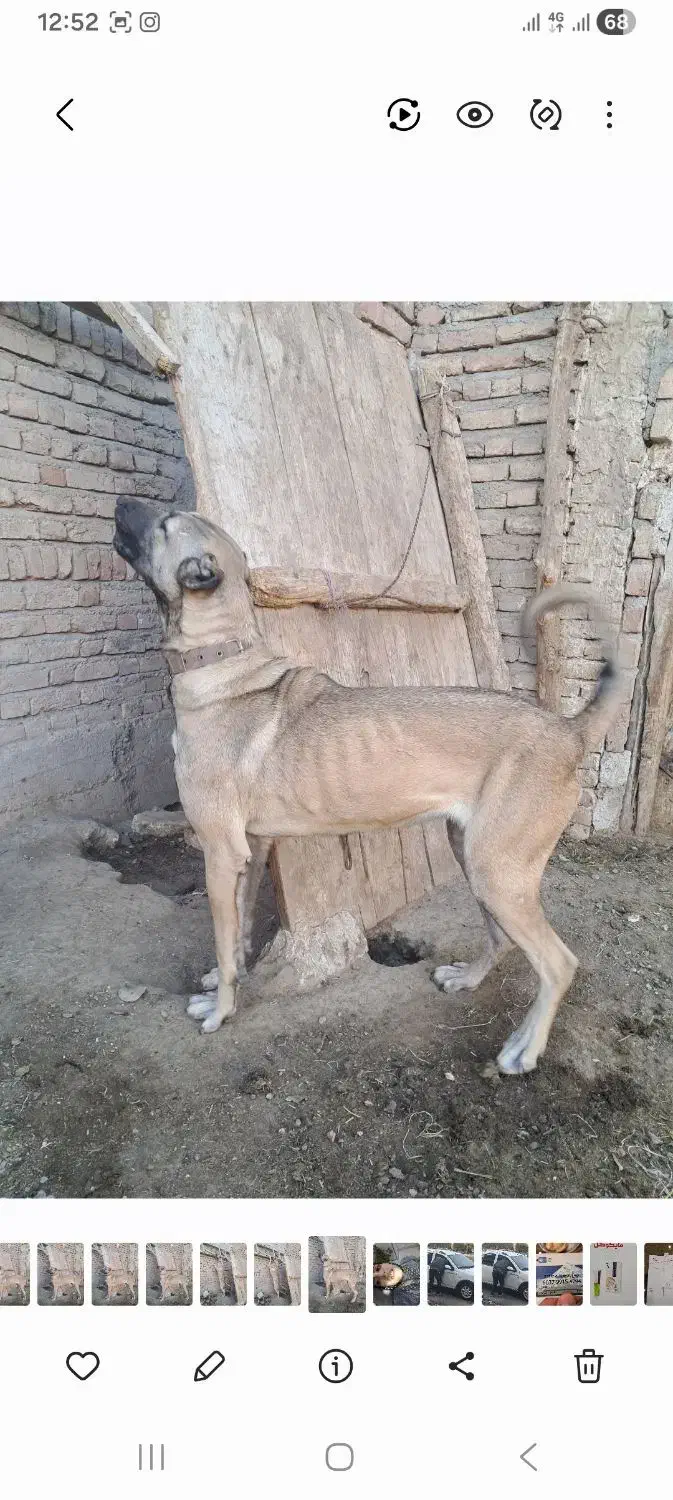 ماده سرابی اصیل|سگ|سراب, |دیوار