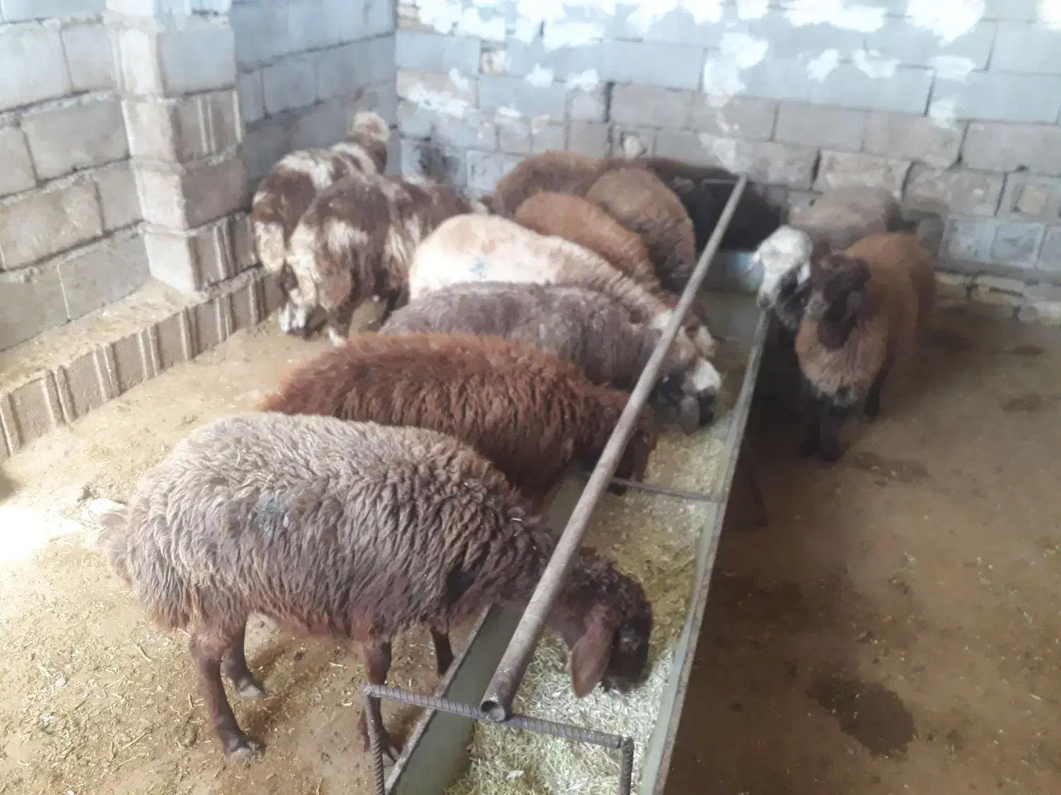 بره و بز|حیوانات مزرعه|دزفول, |دیوار