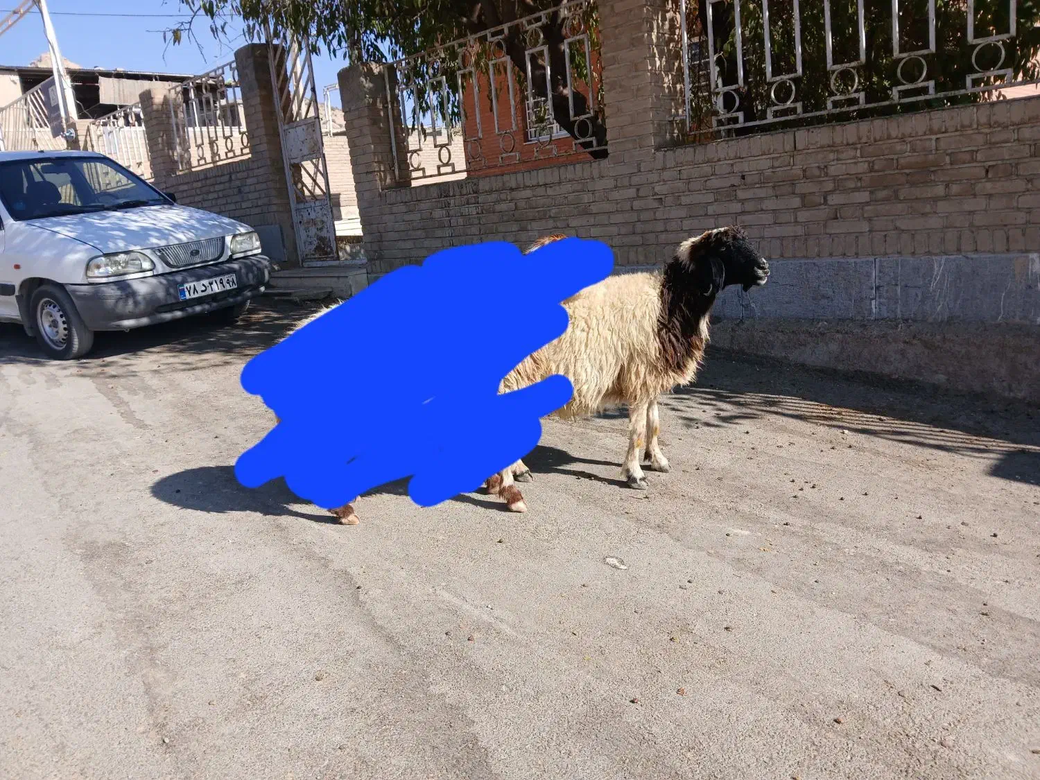 میش آبستن درجه یک داشتی|حیوانات مزرعه|ایلام, |دیوار