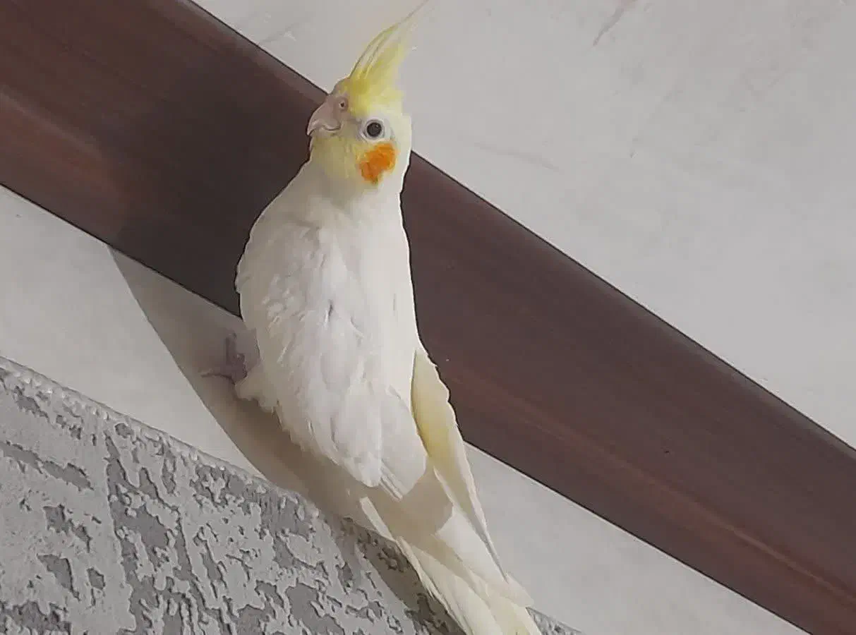 فروش عروس هلندی|پرنده|ری, دیلمان|دیوار