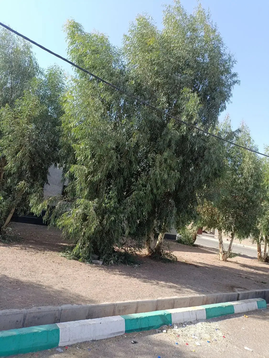 ۳۸گوسفند گمشده|حیوانات|سوری, |دیوار