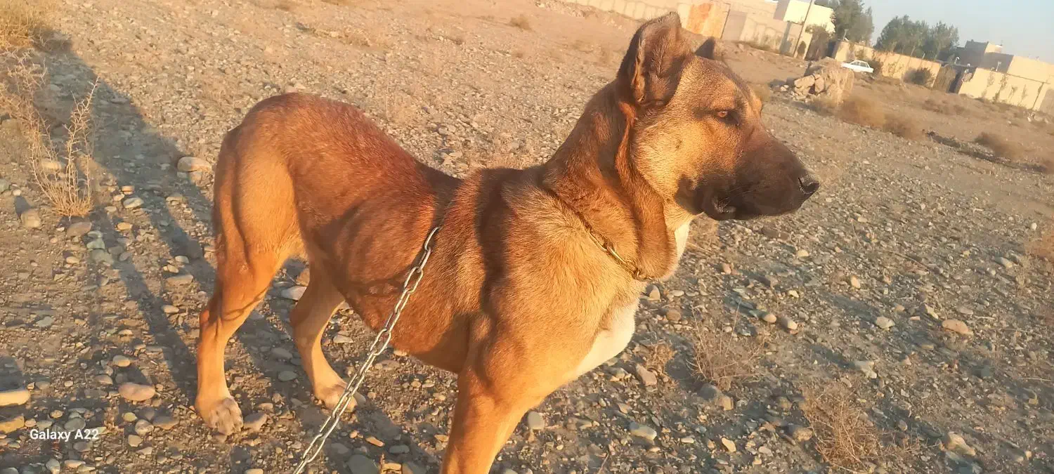 فروشی سگ سرابی ماده پنج ماهه نژاد اصل سرابی قیمت۳۰|سگ|شهریار, شهرک وائین|دیوار