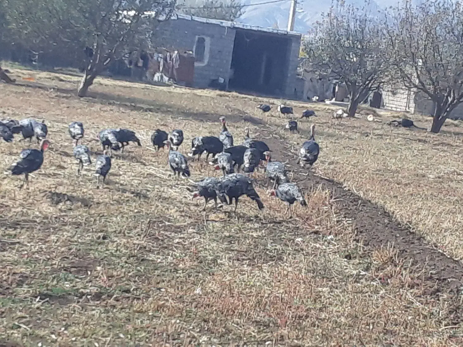 فروش بوقلمون محلی و قاز وقوقاز آدرس مرگور زیوه|حیوانات مزرعه|ارومیه, |دیوار