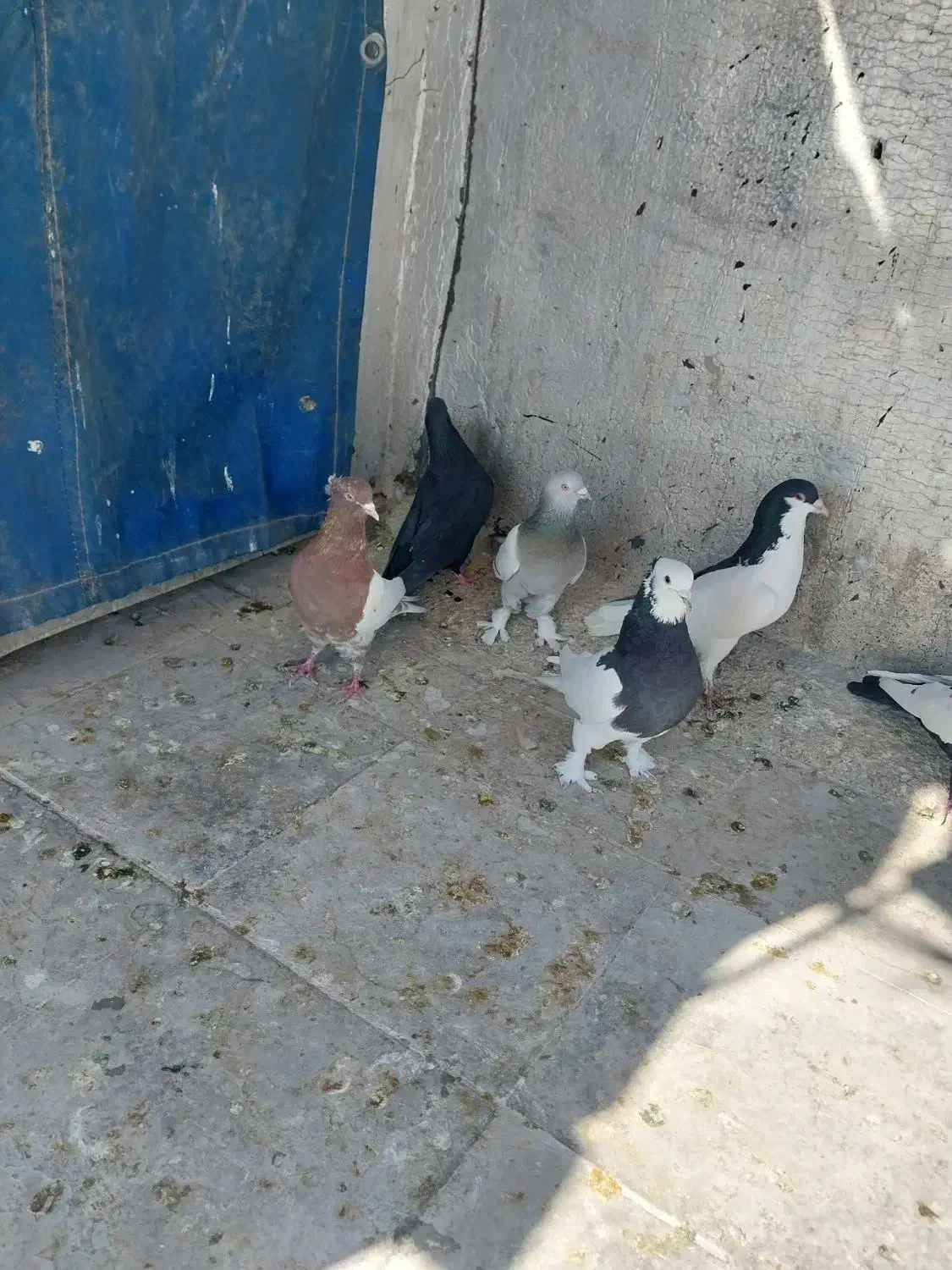 بهبهانی و شهری|پرنده|شیراز, رکن‌آباد|دیوار