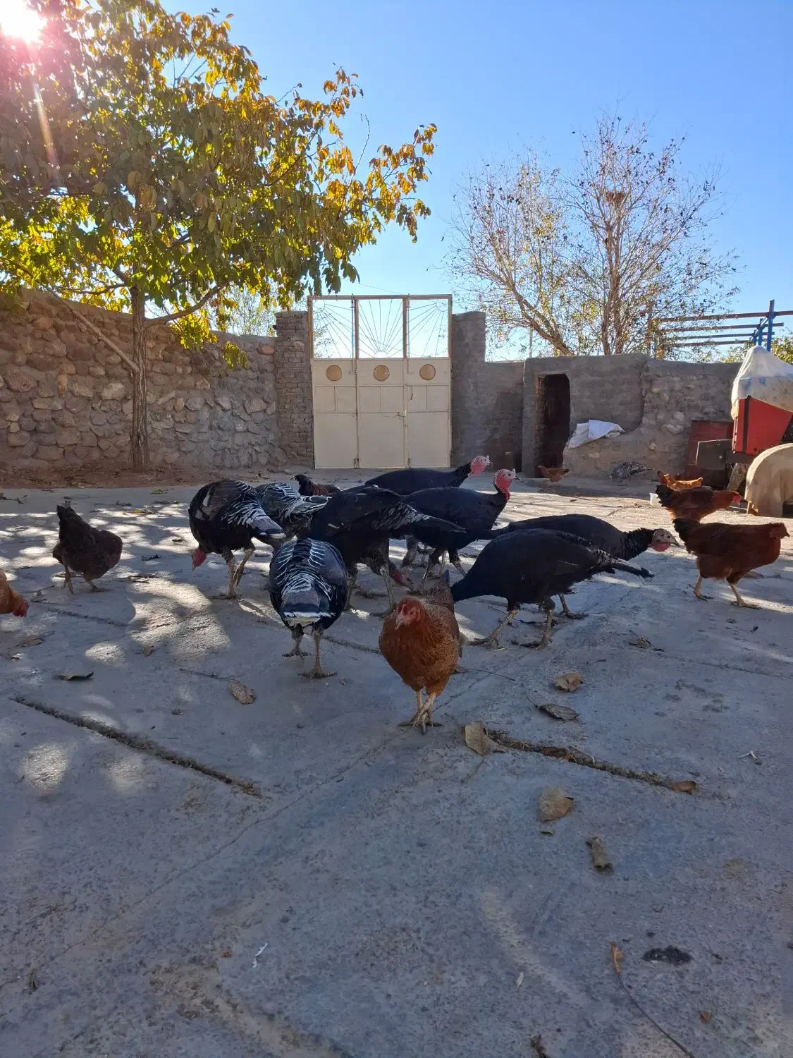 بوقلمون|حیوانات مزرعه|فیروزآباد (لرستان), |دیوار