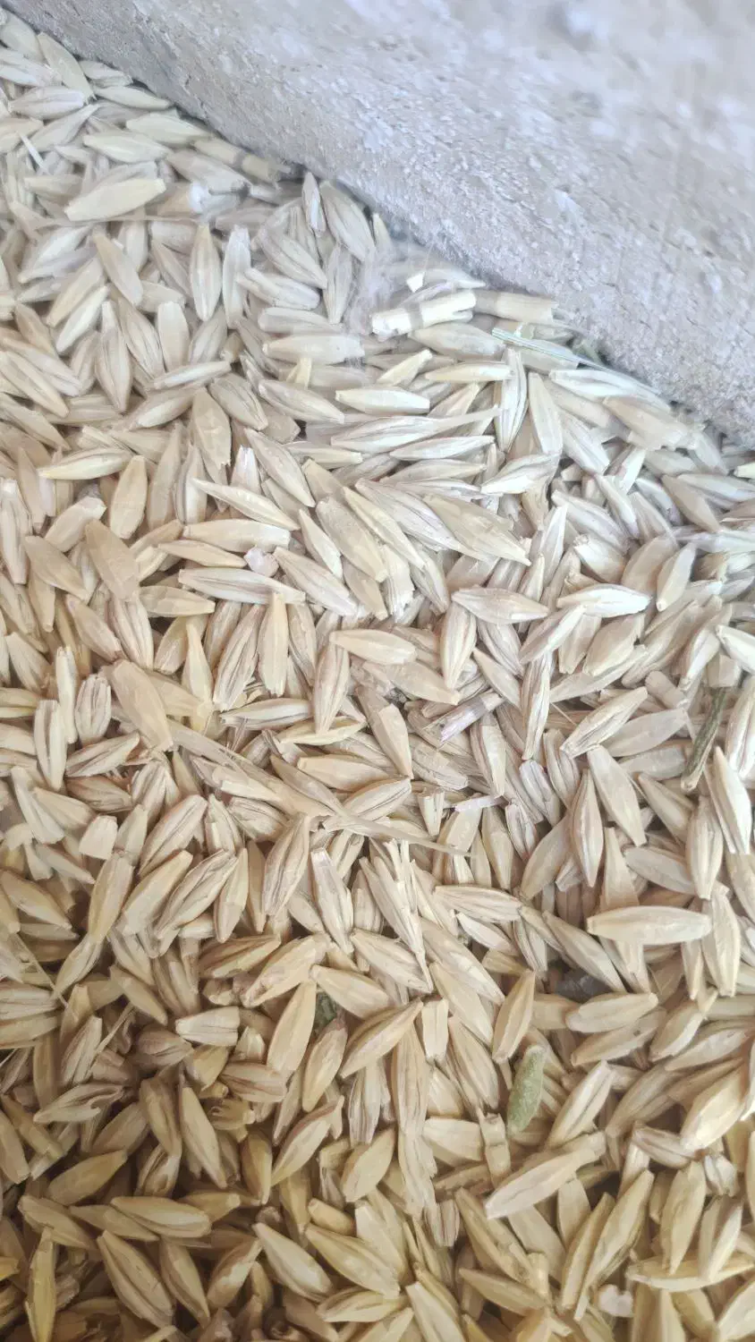 بذر کشاورزی|عمدهفروشی|کبودرآهنگ, |دیوار