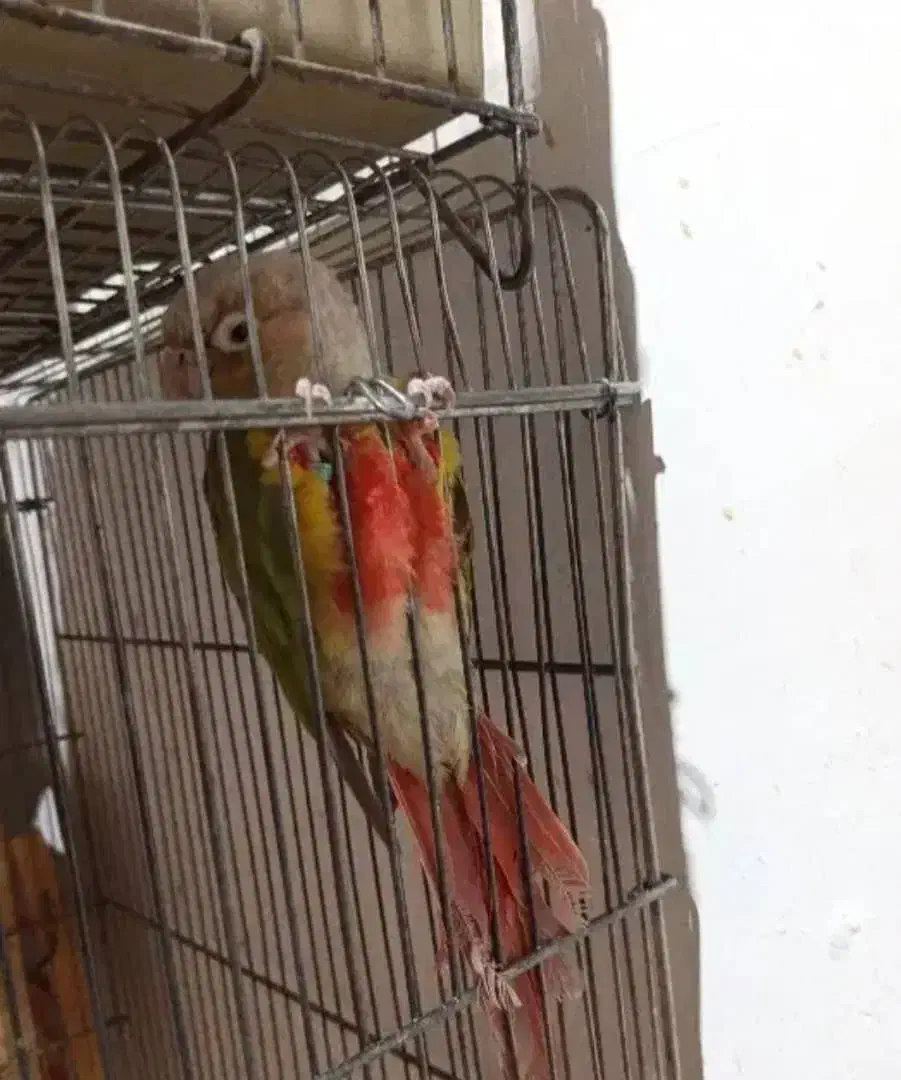 راهب،گرینچک،عروس هلندی،همگی جفت و مولد|پرنده|فسا, |دیوار