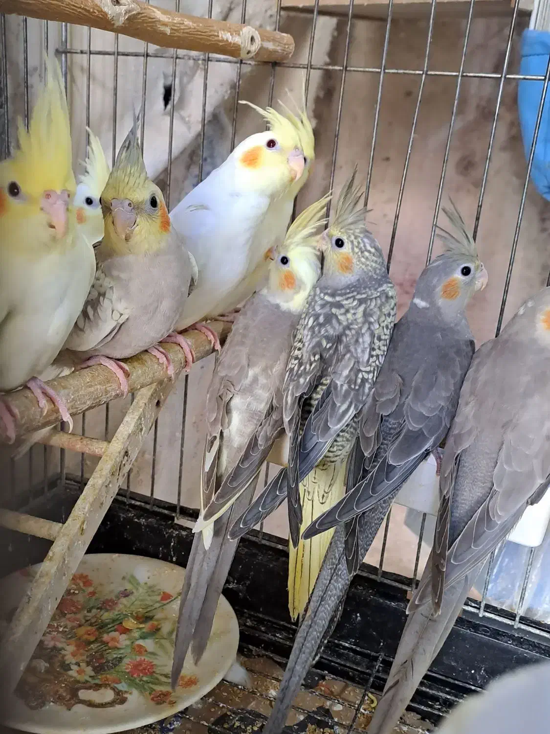 عروس هلندی سرلاکی مرغ عشق قناری طوطی کبوتر فنچ|پرنده|بجنورد, |دیوار