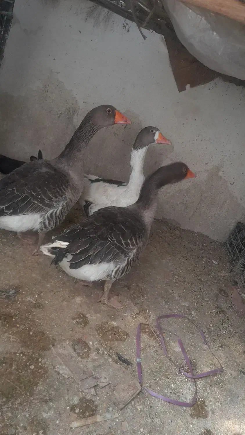 مرغ محلی|پرنده|دشتیاری, |دیوار