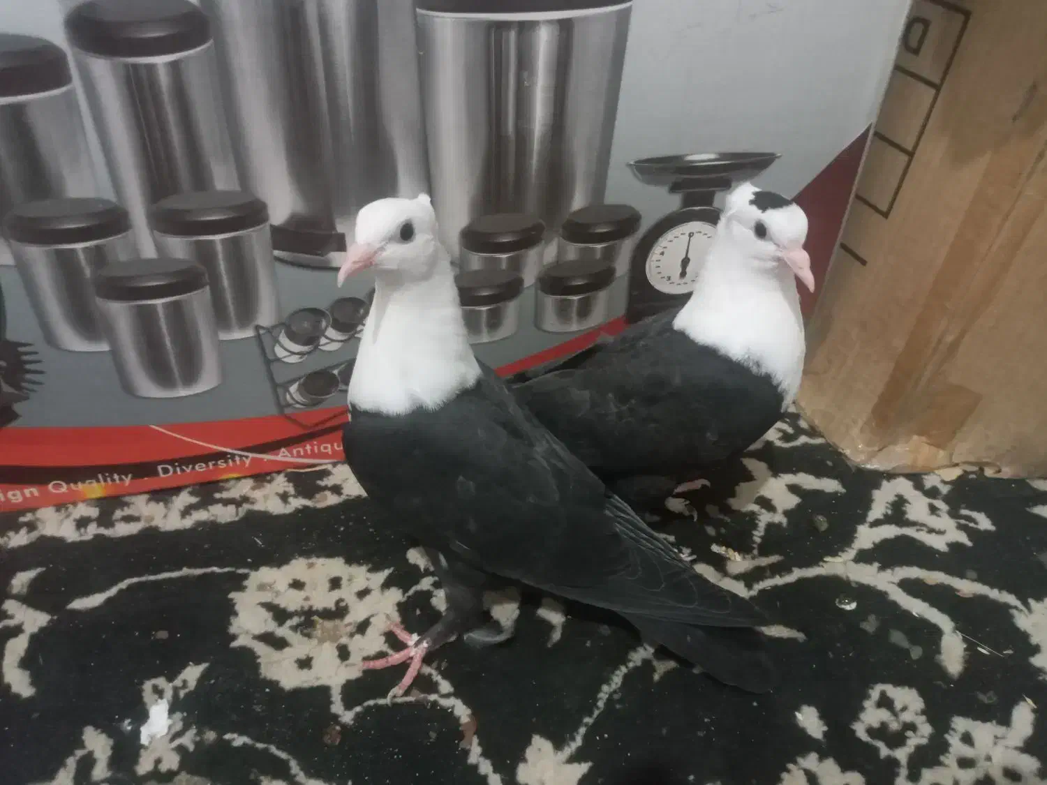 یک جفت جوجه کل سفید کلایی عروسک|پرنده|گنبکی, |دیوار