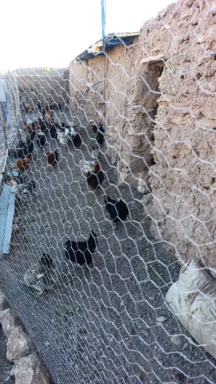 مرغ حلی|حیوانات مزرعه|دهبکری, |دیوار