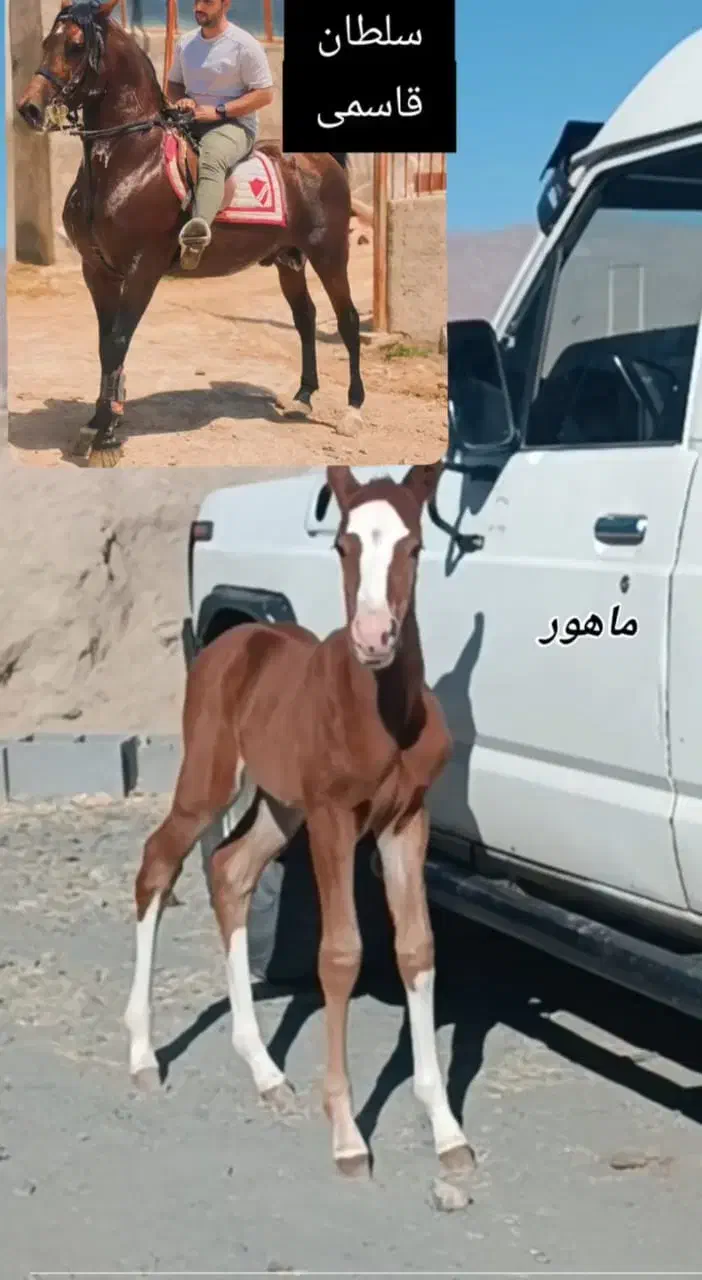 اسب|اسب و تجهیزات اسب‌سواری|کهریزک, |دیوار