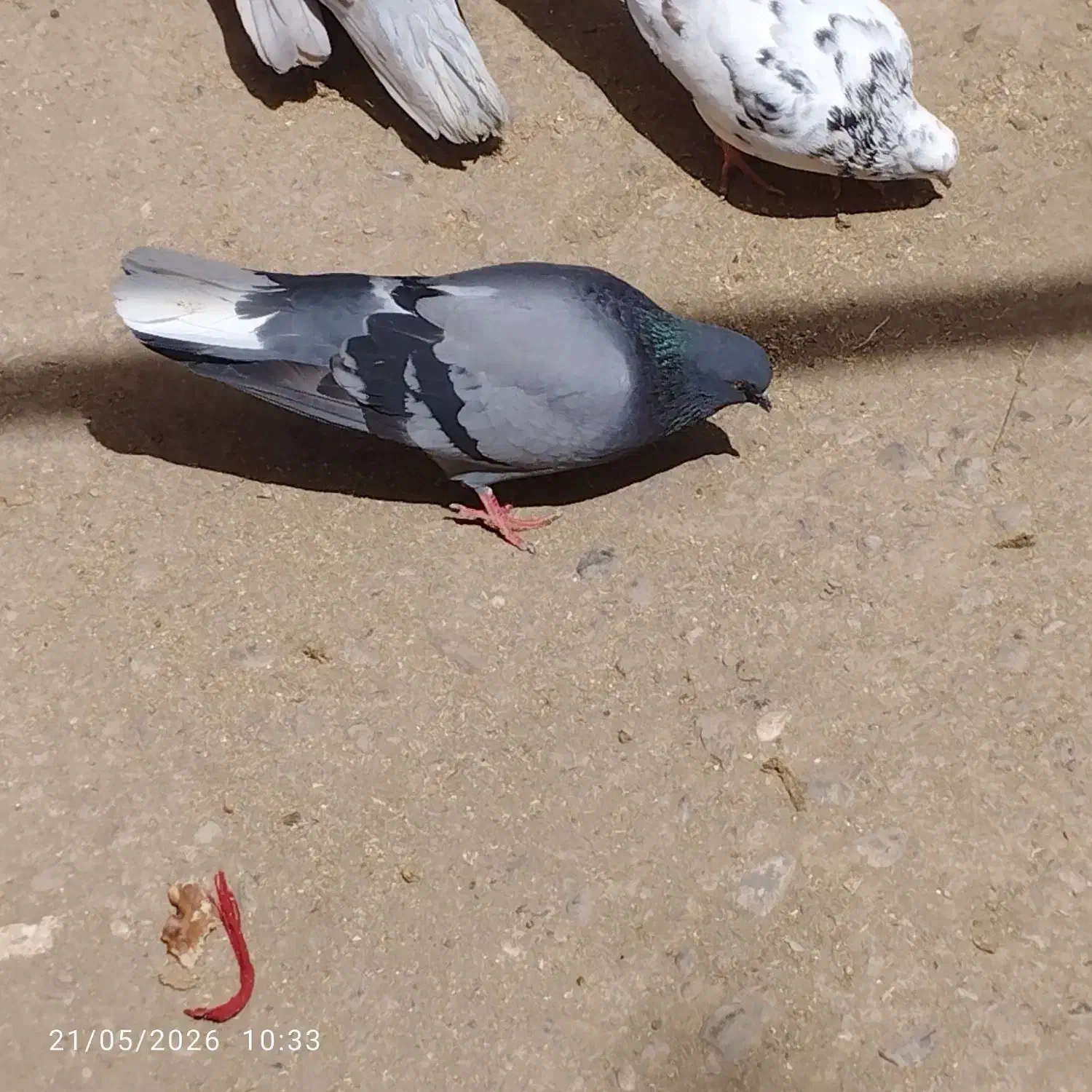 کبوتر|پرنده|الیگودرز, |دیوار